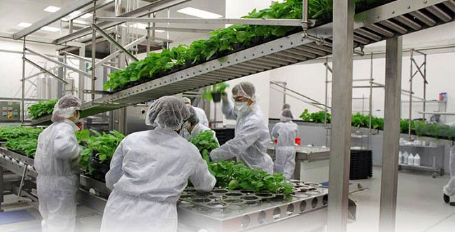 راه اندازی کارخانه تولید تنباکو