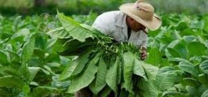 تنباکو چیست؟