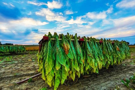 نحوه کاشتن تنباکو