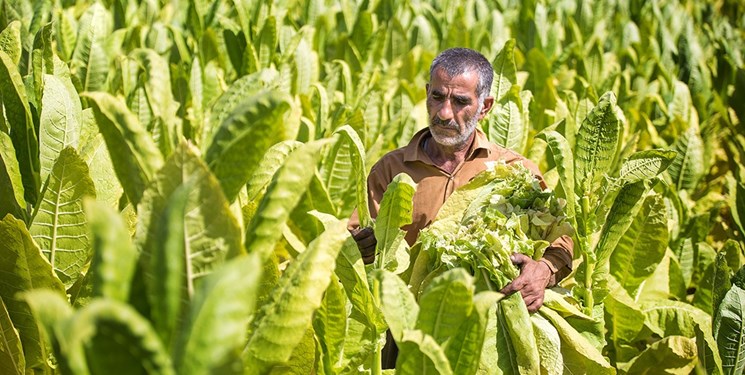 نحوه کاشتن تنباکو