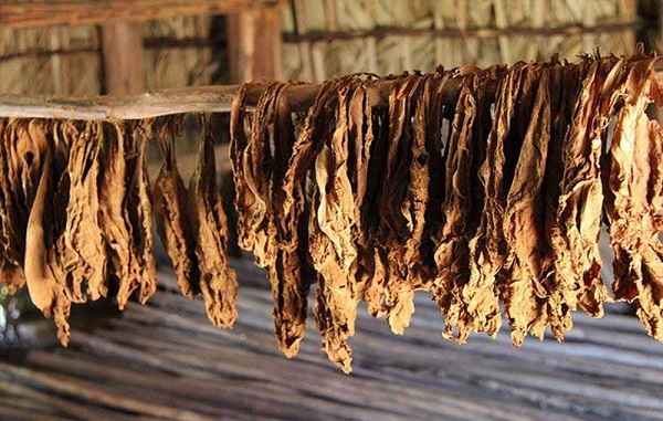 تنباکو خوانسار