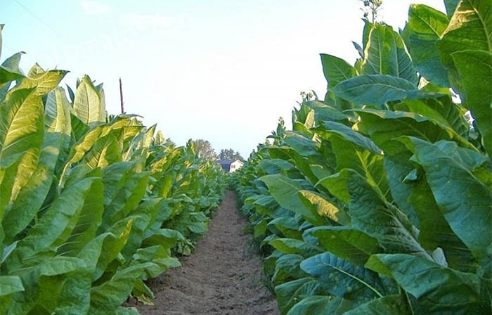 نحوه کاشتن تنباکو